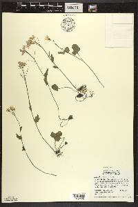 Cardamine douglassii image