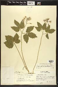 Cardamine diphylla image