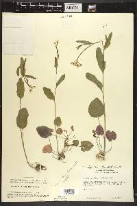 Cardamine bulbosa image