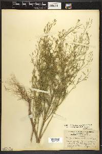 Descurainia pinnata var. brachycarpa image