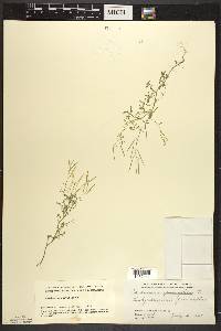 Cardamine parviflora image