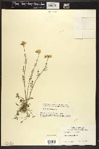 Cardamine pratensis image