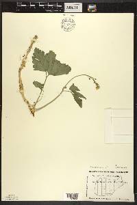 Cardamine diphylla image