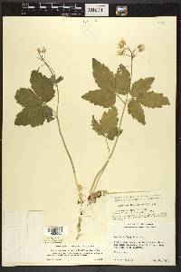 Cardamine diphylla image