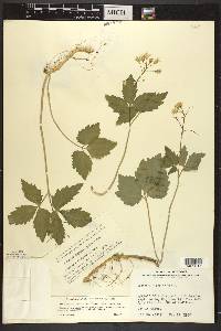 Cardamine diphylla image