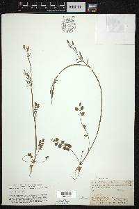 Cardamine pratensis image