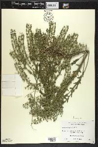 Lepidium campestre image