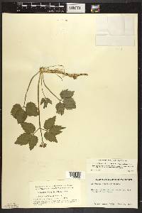 Cardamine diphylla image