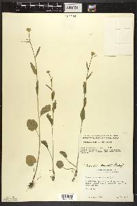 Cardamine bulbosa image