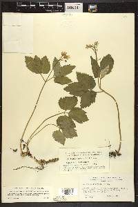 Cardamine diphylla image