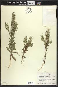 Lepidium campestre image