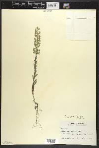 Lepidium campestre image