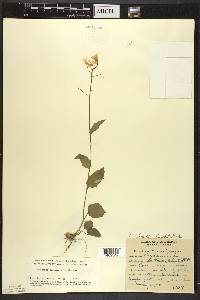 Cardamine bulbosa image