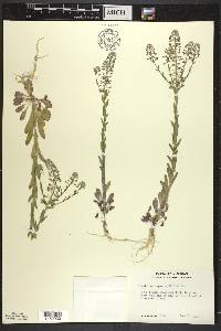 Lepidium campestre image