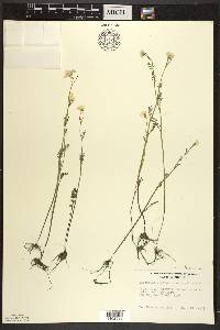 Cardamine pratensis image