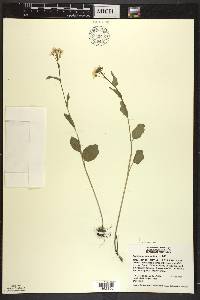 Cardamine bulbosa image