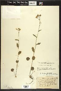 Cardamine bulbosa image