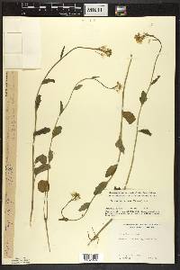 Cardamine bulbosa image