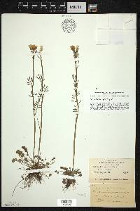 Cardamine pratensis image