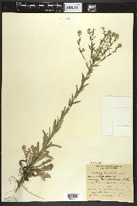 Lepidium campestre image