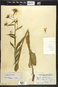 Hesperis matronalis image