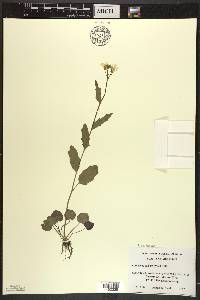 Cardamine bulbosa image