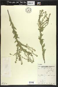 Lepidium campestre image