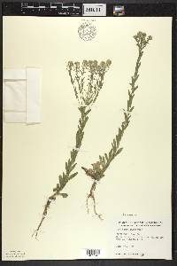 Lepidium campestre image