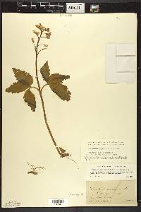 Cardamine diphylla image