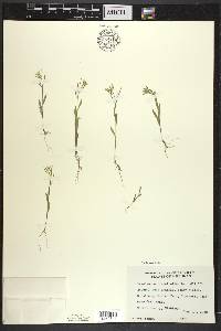 Erysimum cheiranthoides image