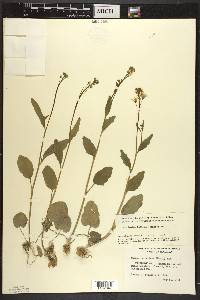 Cardamine bulbosa image