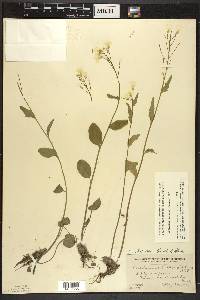 Cardamine bulbosa image