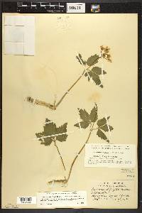 Cardamine diphylla image