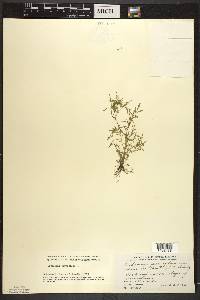 Cardamine parviflora image
