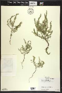 Lepidium densiflorum image