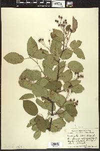 Amelanchier laevis image