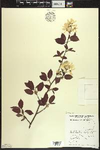 Amelanchier laevis image