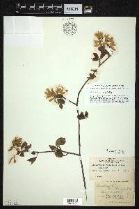 Amelanchier laevis image