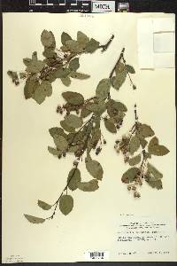 Amelanchier sanguinea image