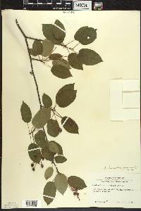 Amelanchier laevis image