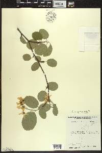 Amelanchier sanguinea image