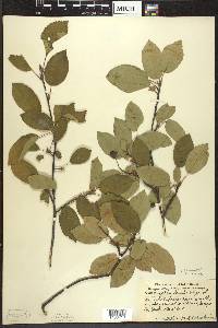 Amelanchier laevis image