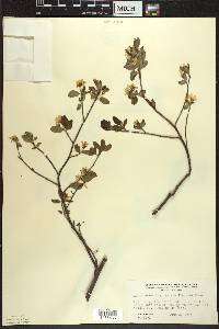 Amelanchier bartramiana image