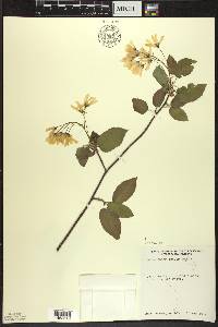 Amelanchier laevis image