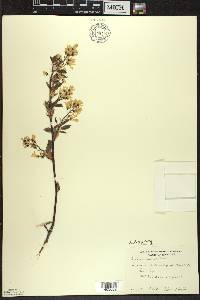 Amelanchier laevis image