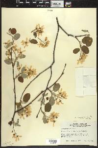 Amelanchier sanguinea image