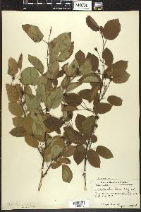 Amelanchier laevis image