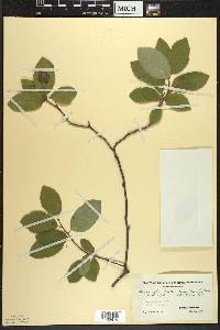 Amelanchier bartramiana image