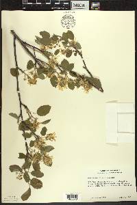 Amelanchier interior image