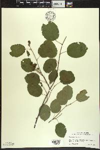 Amelanchier sanguinea image